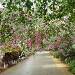 ユートピアファーム宮古島 - ブーゲンビリアのトンネル