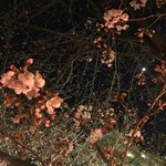 ○家 - 夜桜