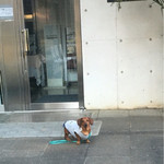 ル・ジャルダン - ワンコは不可、留守番ごめんね！