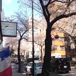 furenchiresutorankudampureji-ru - お店の前の半蔵門通りの桜並木1