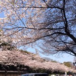 furenchiresutorankudampureji-ru - お店近くの靖国通りの桜並木