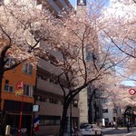 furenchiresutorankudampureji-ru - お店の前の半蔵門通りの桜並木2