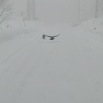 新野地温泉 相模屋旅館 - 狸とカラスのお出迎え