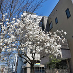 蕎麦 つづら - こぶしが咲いております