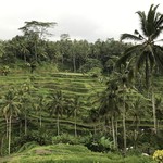 HOSHINOYA - 午後はキンタマーニ高原に行ったけれど豪雨と霧で何も見えず、その帰りに立ち寄ったトゥガラランの棚田