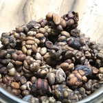 Segara Windhu Coffee Plantation - ジャコウネコの糞から取り出した珈琲豆