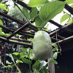 Segara Windhu Coffee Plantation - マンゴー