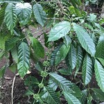 Segara Windhu Coffee Plantation - 珈琲豆
