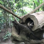 Segara Windhu Coffee Plantation - ジャコウネコ