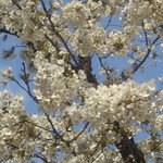 アート ブレッド ファクトリー 東京店 - 桜も満開なのであります！