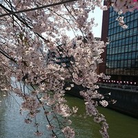 旬遊紀 - 目黒川の桜