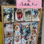 保護犬カフェ - 