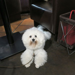 AU GAMIN DE TOKIO table - 翌朝ビションのマグで〜♡