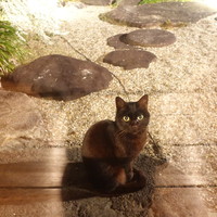 oasi - 毛並みが綺麗で気品がある黒猫ちゃん♥