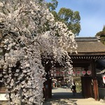 Kuriketto - 平野神社さんの桜､｢魁｣｡この桜が京都の開花を告げる｢標準木｣です(^^)