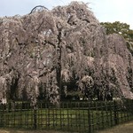 虎屋菓寮 - 御所の枝垂れ桜「出水の枝垂れ桜。