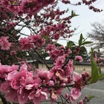 虎屋菓寮 - 御所の桜