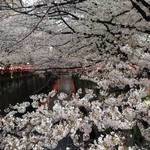 福砂屋 - 目黒川沿いの桜1