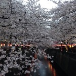 Fukusaya - 目黒川沿いの桜2