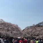 シネマ・チュプキ・タバタ - 写真が少ないので、昨日の上野公園…、八分咲き