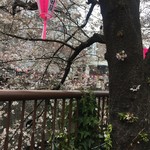 Torimaru - 桜まつり