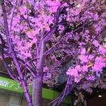 銀座しゃぶ通 好の笹 - 桜の季節