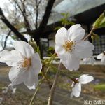 Shoukandou - 浄真寺の桜