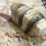 小判寿司 - 新子