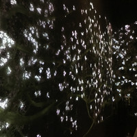 佐賀牛 Sagaya 銀座 - 