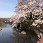 かずさや - 岸根公園の桜