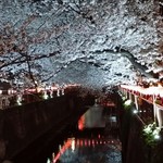 オメルズ ケバブ - 目黒川の桜