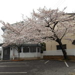 Sakura Tei - 素敵な景色٩(๑❛▽❛๑)۶