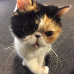 猫カフェ  きゃりこ 新宿店 - 