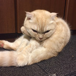 猫カフェ  きゃりこ 新宿店 - 