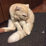 猫カフェ  きゃりこ 新宿店 - 