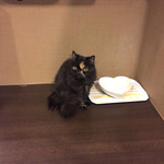 猫カフェ  きゃりこ 新宿店 - 