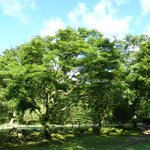 箱根ハイランドホテル ラウンジ - ドッグ・ラン周りの緑