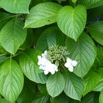 箱根ハイランドホテル ラウンジ - ガク紫陽花の蕾