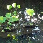 箱根ハイランドホテル ラウンジ - 水藻が光ります