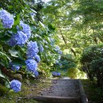 箱根ハイランドホテル ラウンジ - ホテル内：紫陽花が咲く散歩道