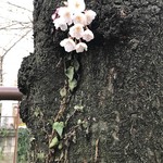 すしダイニング 夢 - 目黒川の桜