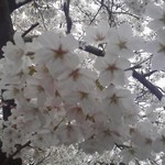 鳥貴族 - 桜がきれい！