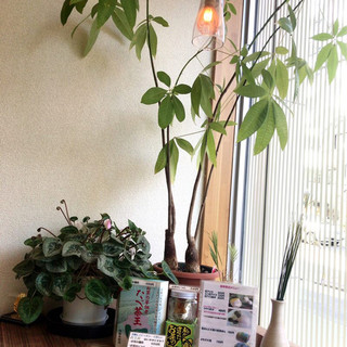 ピーストチャ_2