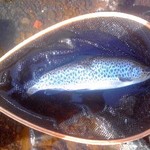 トンカツ 浅井 - 本日の釣果　ブラウントラウト 2017/04