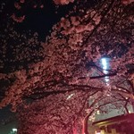 全席個室居酒屋 忍家 - 桜川沿いの夜桜