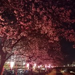 全席個室居酒屋 忍家 - 見事な夜桜だの