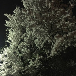 ぐろっと - 大きな桜の木の下で。