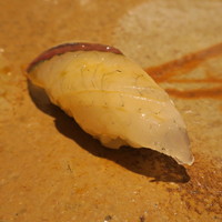 鮨 さいとう - 