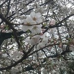 ラーメン 厚木家 - 桜やっと咲いたのに 雨です(￣▽￣;)