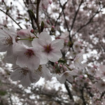 そば舎 あお - 桜が満開